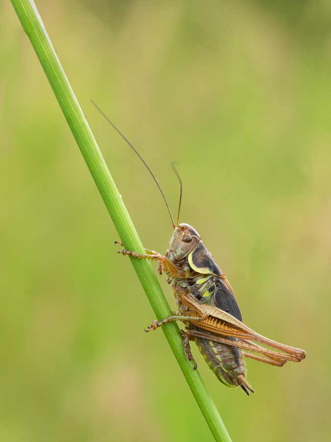 Roesel's Bush Cricket